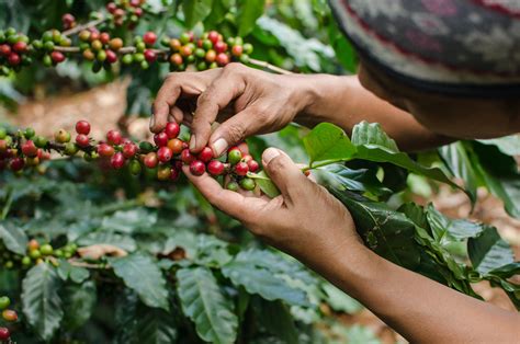 The Health Benefits of Magic Bean Coffee: Boosting Immunity and Longevity